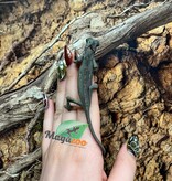 Magazoo Caméléon casqué du Yemen Low Translucide Mâle #2