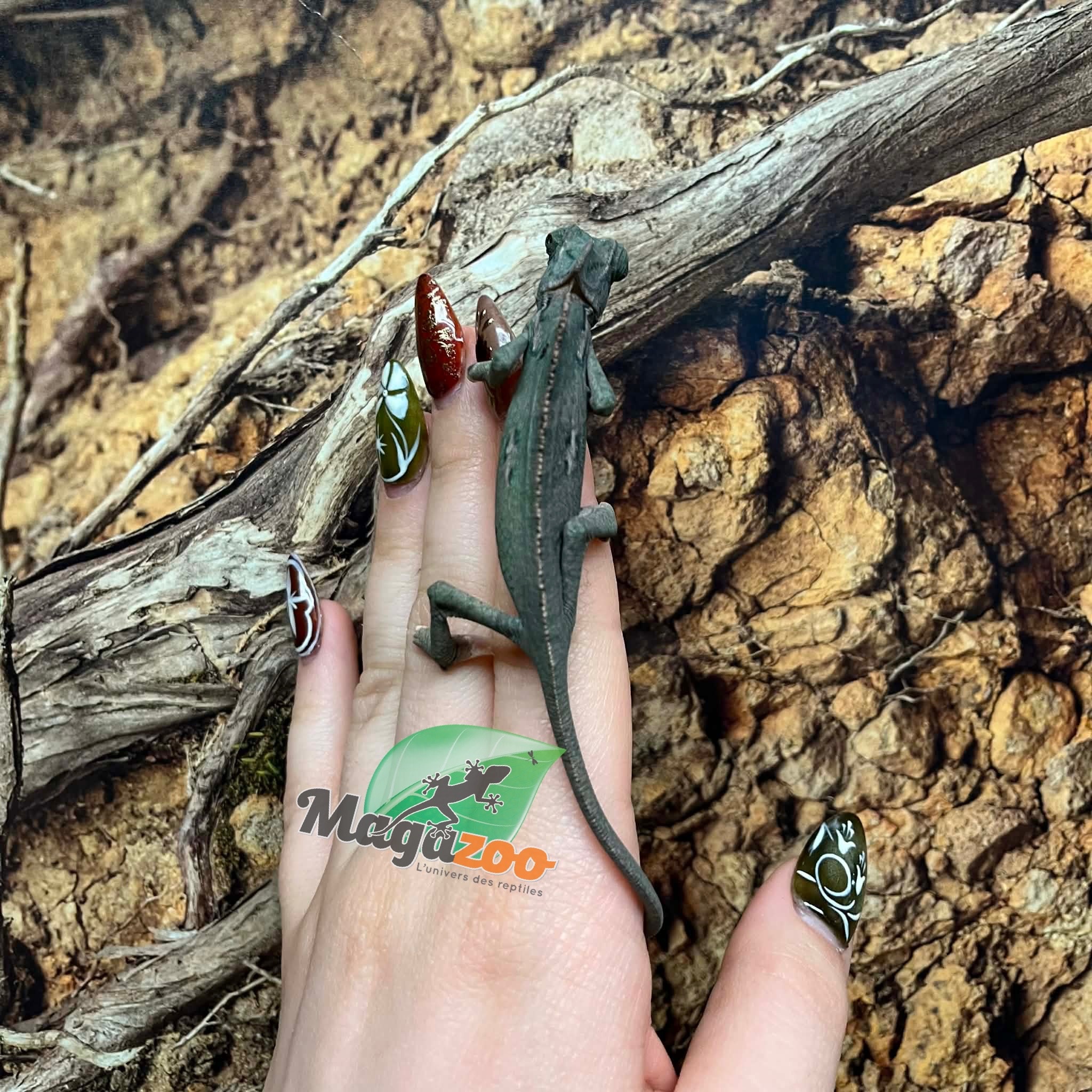 Magazoo Caméléon casqué du Yemen Low Translucide Mâle #2