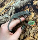 Magazoo Male Low Translucent Veiled Chameleon #2