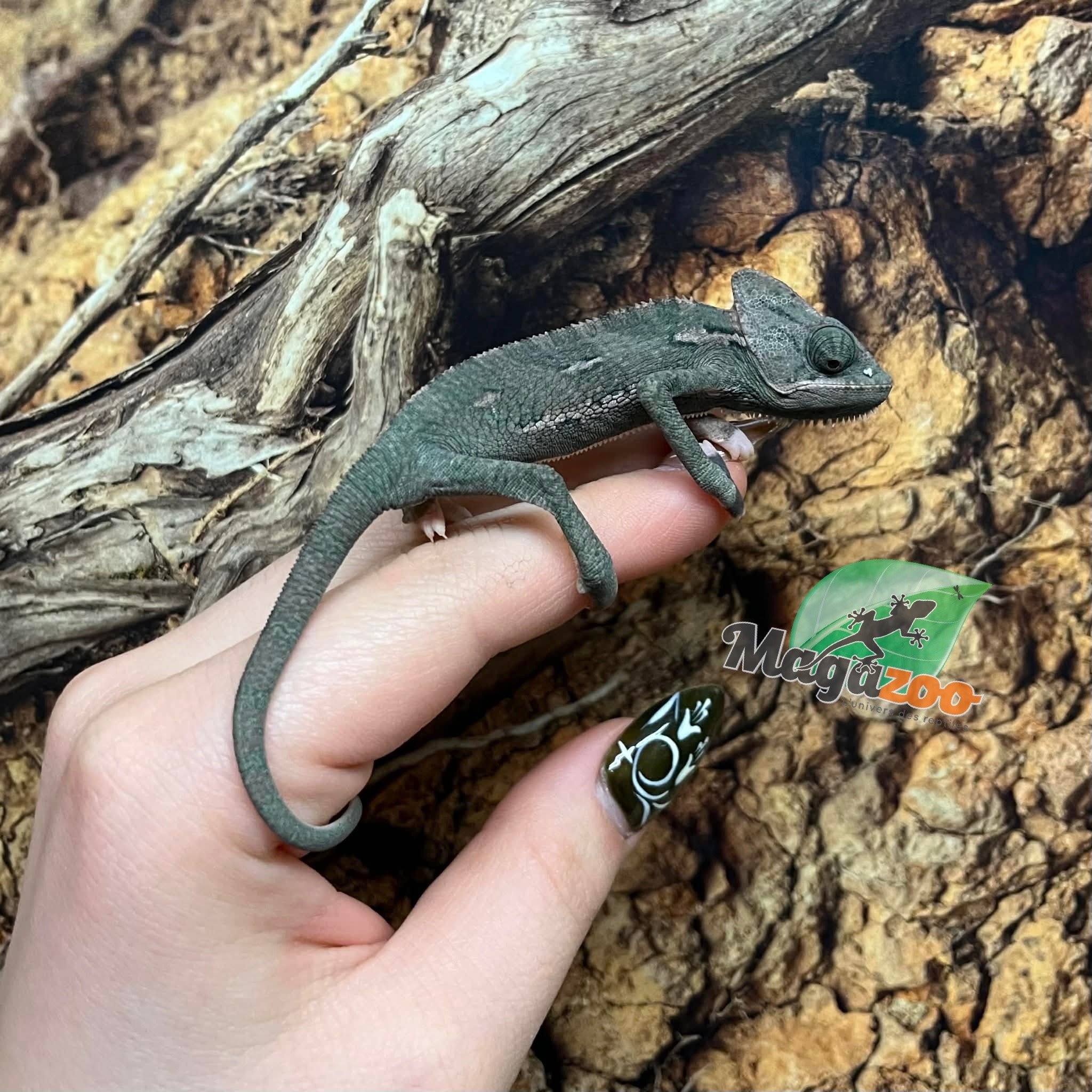 Magazoo Caméléon casqué du Yemen Low Translucide Mâle #2