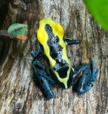 Magazoo Grenouille poison Dendrobates tinctorius ''Patricia''