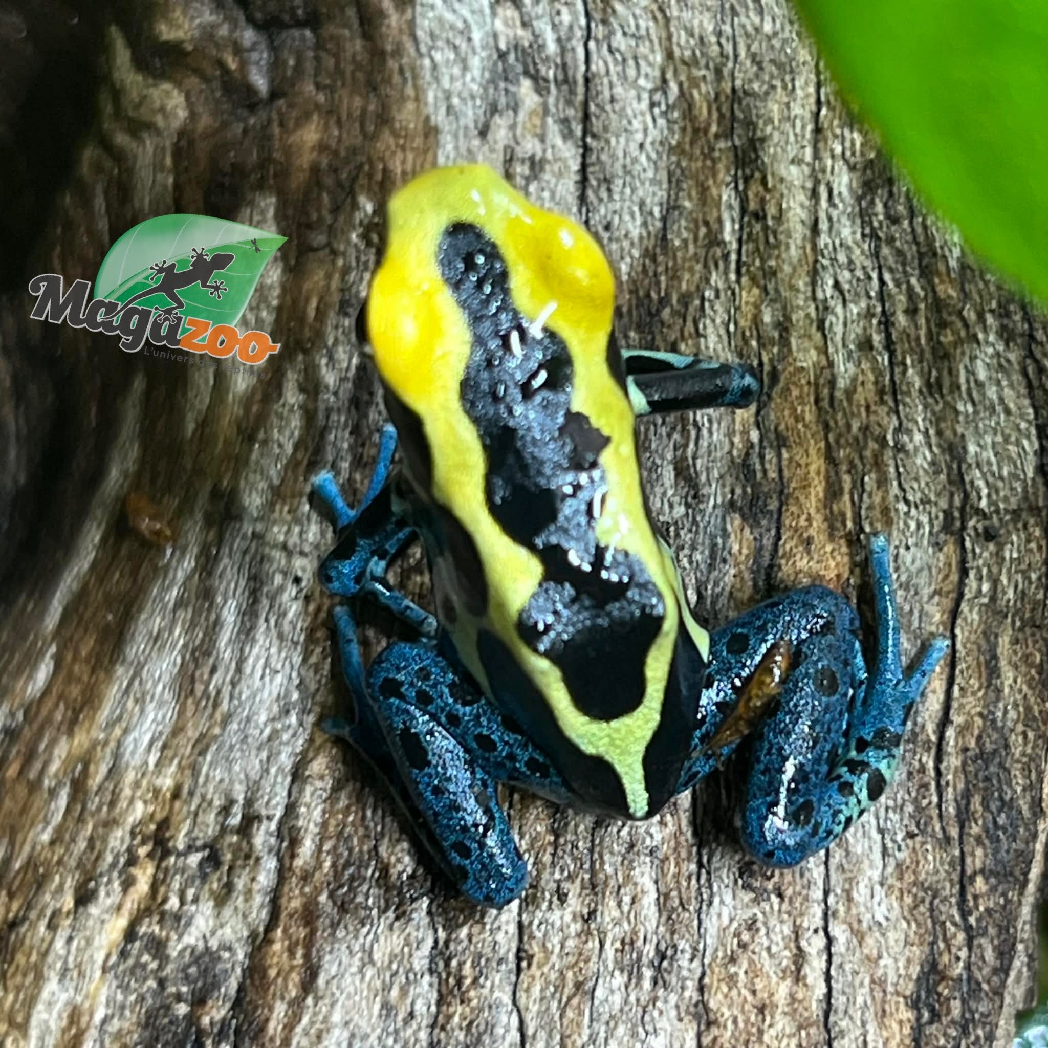 Magazoo Grenouille poison Dendrobates tinctorius ''Patricia''