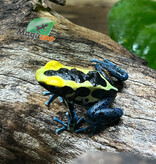 Magazoo Patricia poison Dart frog