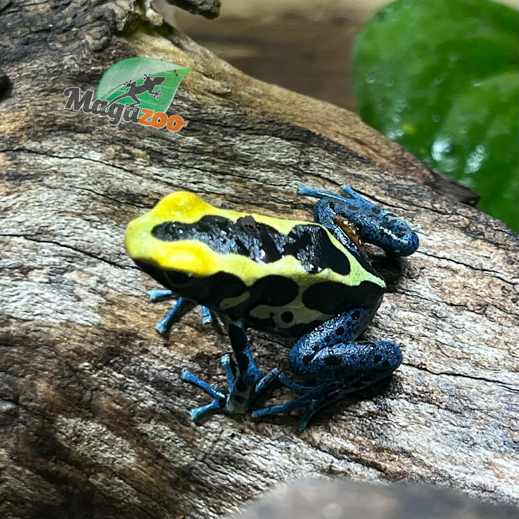 Magazoo Patricia poison Dart frog