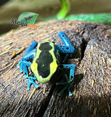 Magazoo Grenouille poison Dendrobates tinctorius ''Patricia''