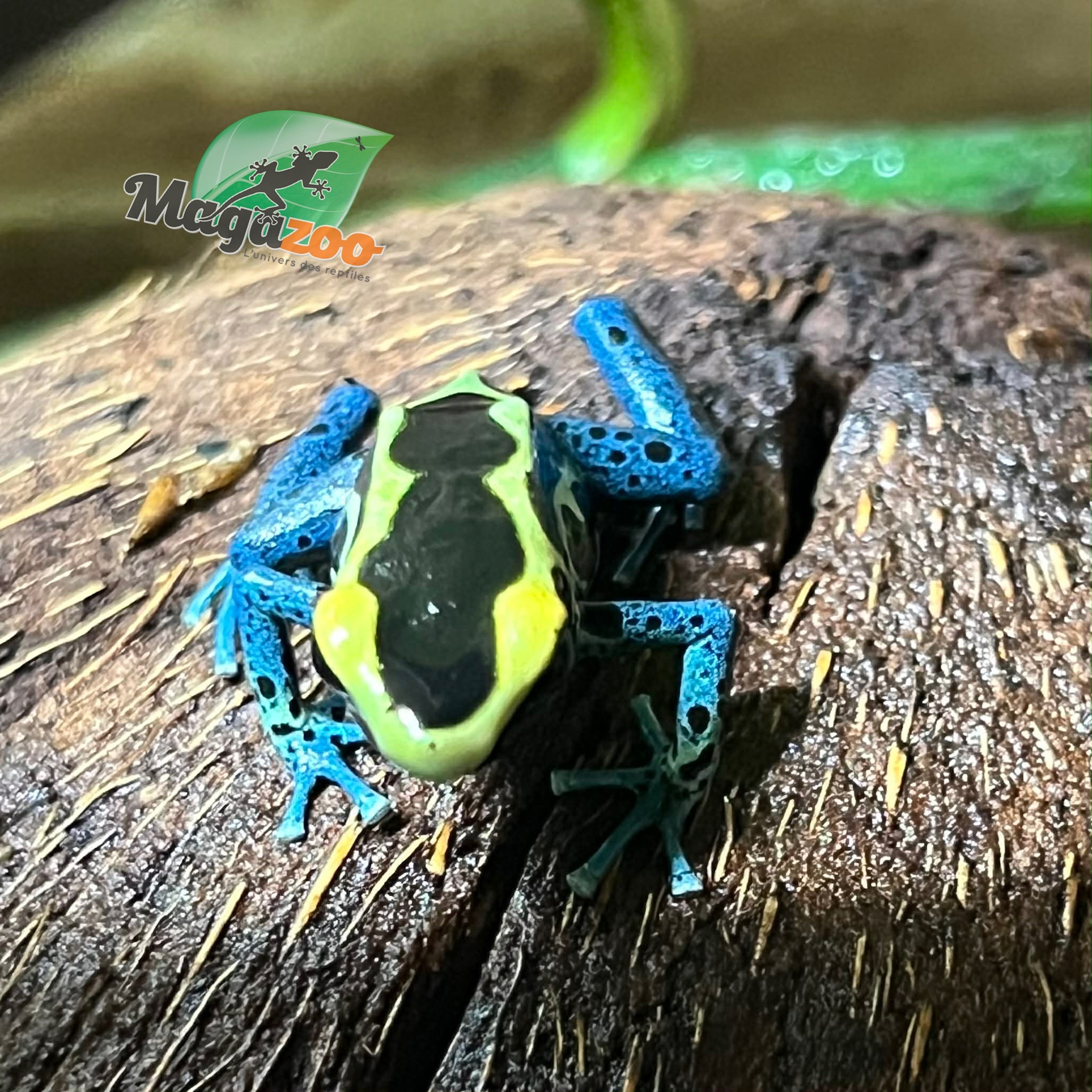 Magazoo Patricia poison Dart frog
