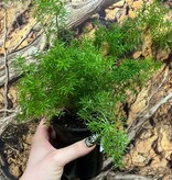 Magazoo Plante Asparagus Densiflorus 'Meyersii' | Foxtail Fern