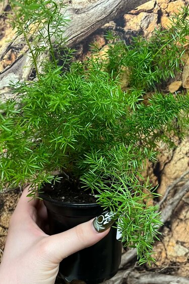 Magazoo Plante Asparagus Densiflorus 'Meyersii' | Foxtail Fern