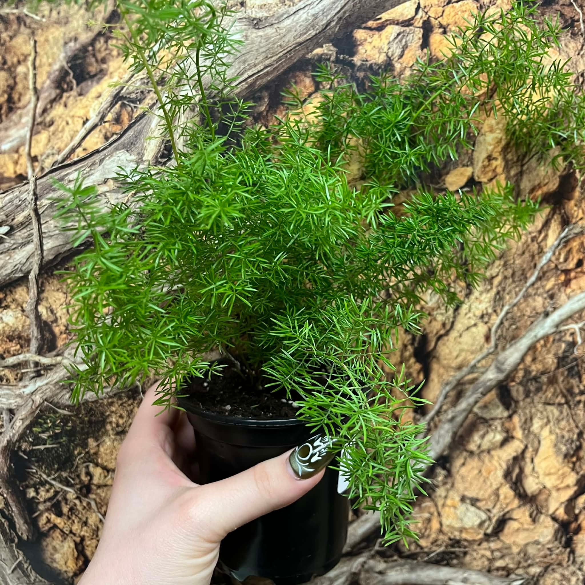 Magazoo Plante Asparagus Densiflorus 'Meyersii' | Foxtail Fern