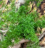 Magazoo Asparagus Densiflorus 'Meyersii' Plant | Foxtail Fern