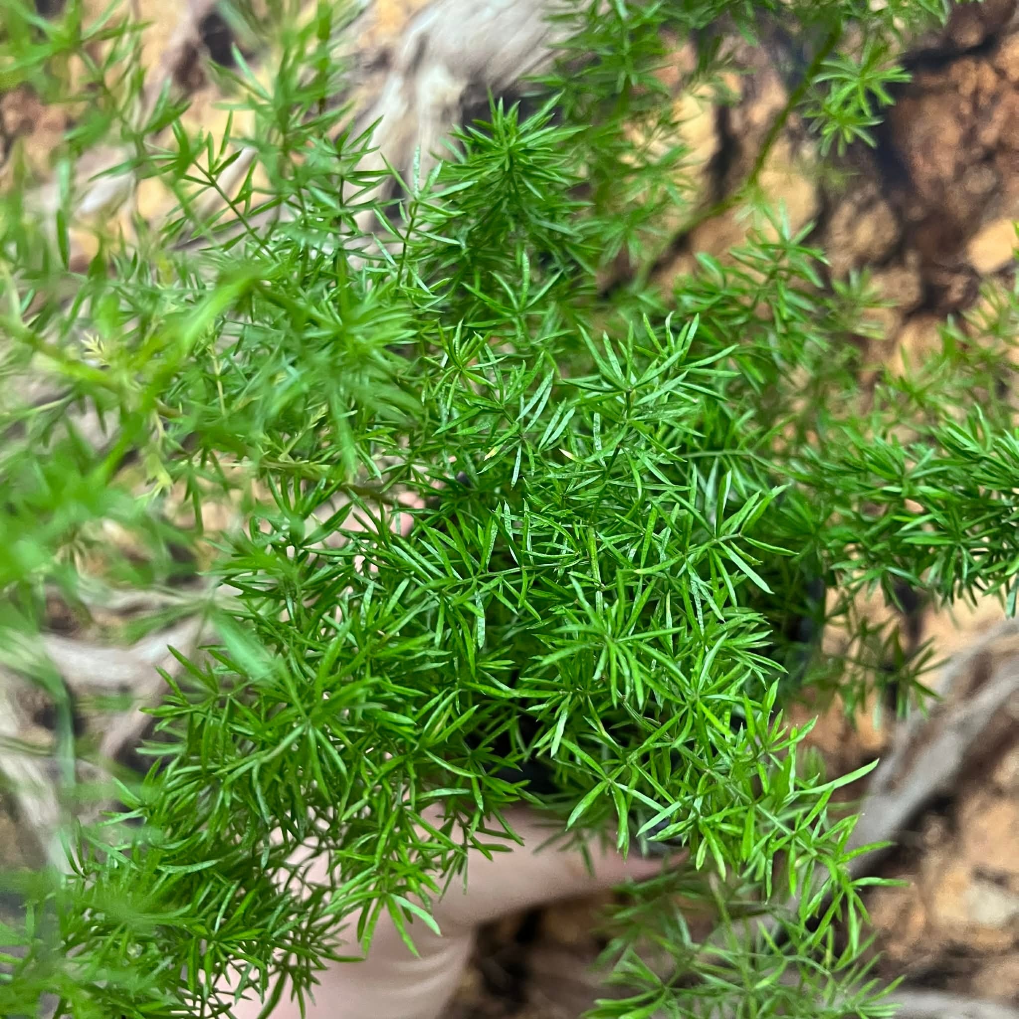 Magazoo Asparagus Densiflorus 'Meyersii' Plant | Foxtail Fern