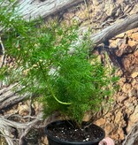 Magazoo Plante Asparagus Densiflorus 'Meyersii' | Foxtail Fern