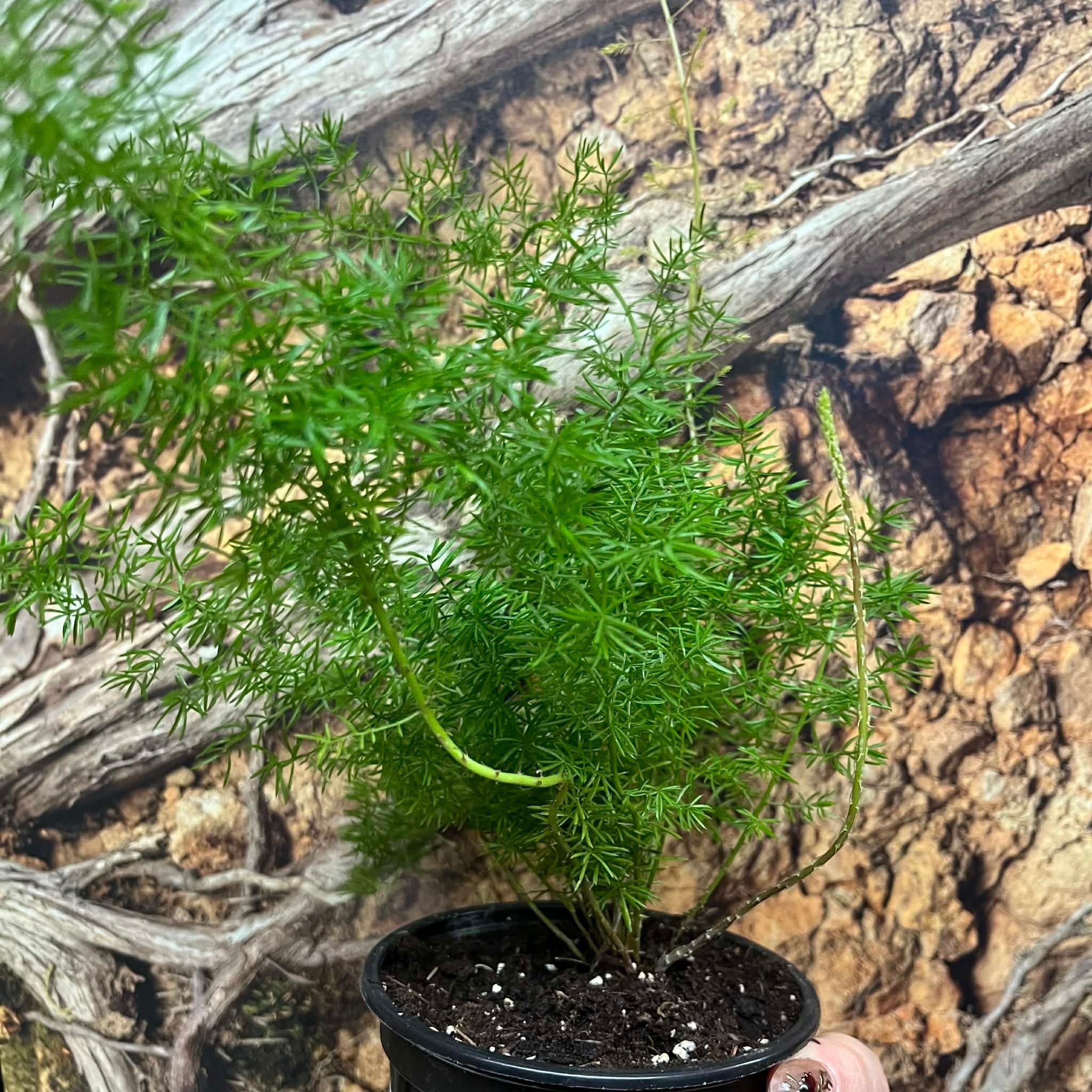 Magazoo Plante Asparagus Densiflorus 'Meyersii' | Foxtail Fern