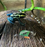Magazoo Patricia poison Dart frog