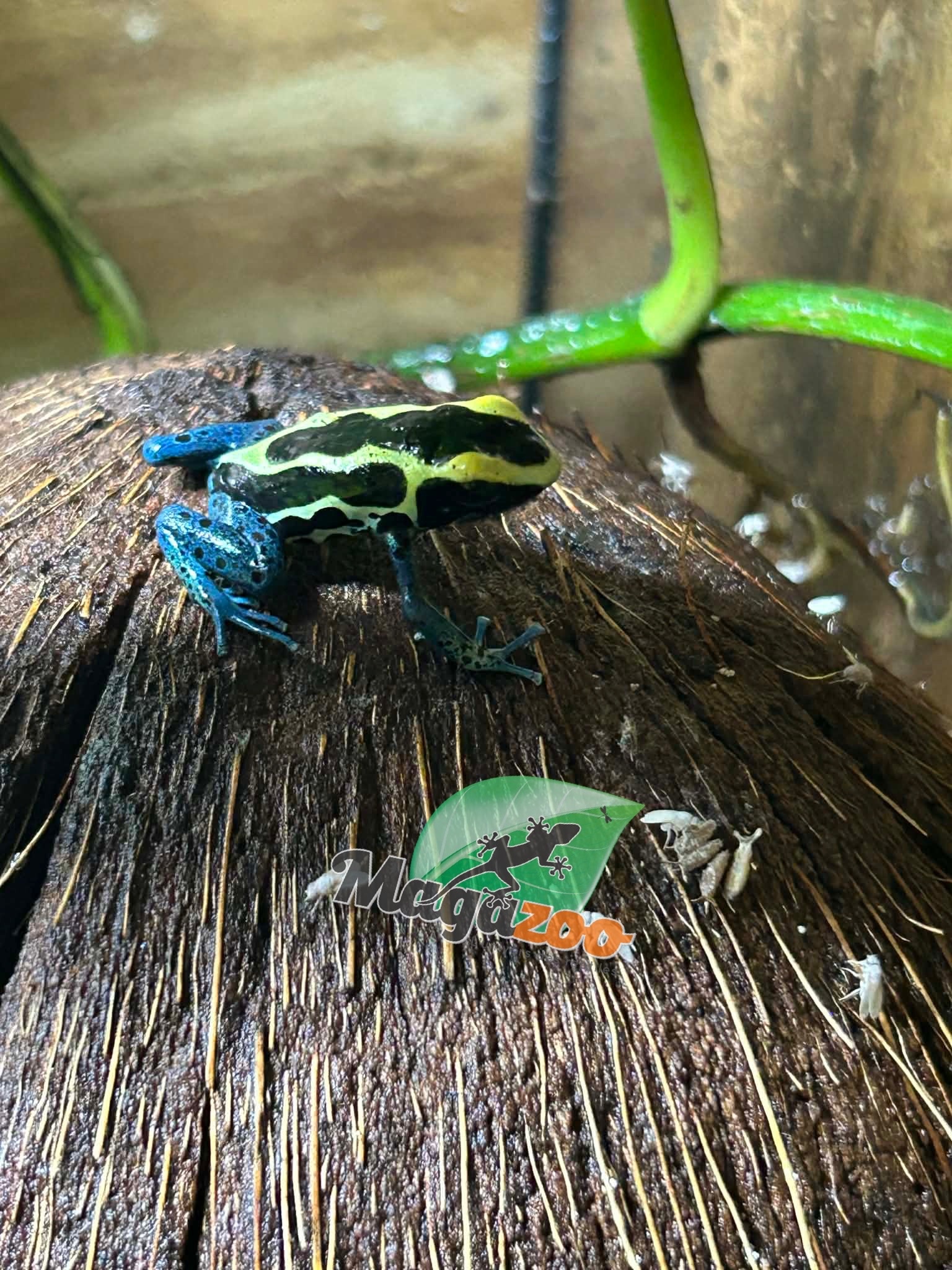 Magazoo Patricia poison Dart frog