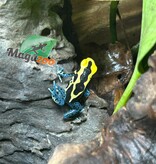 Magazoo Patricia poison Dart frog