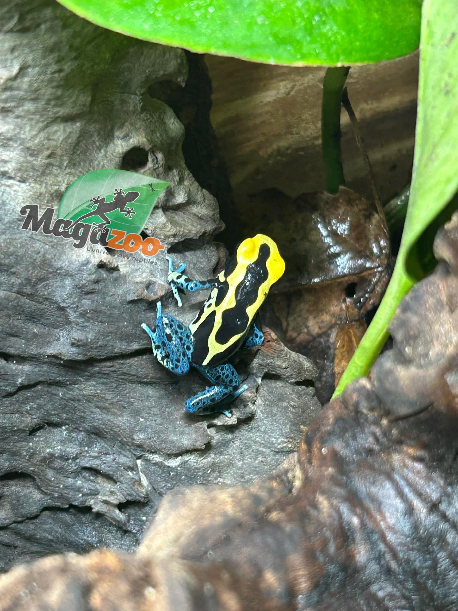Magazoo Grenouille poison Dendrobates tinctorius ''Patricia''