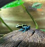 Magazoo Grenouille poison Dendrobates tinctorius ''Patricia''