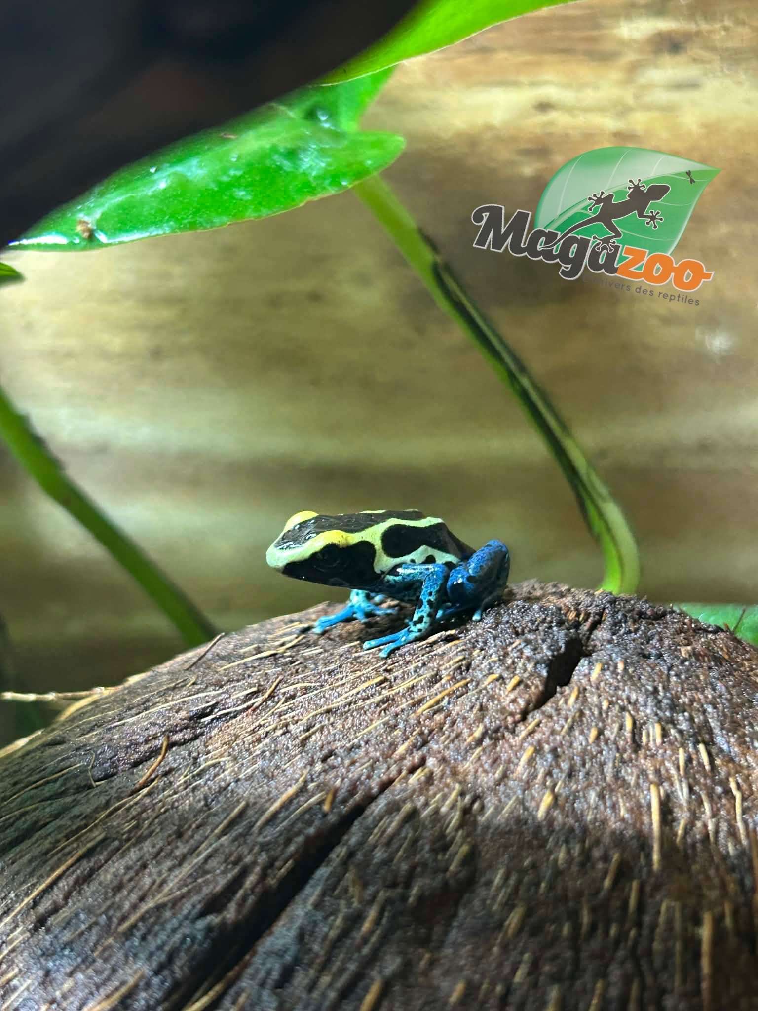 Magazoo Patricia poison Dart frog