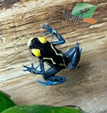 Magazoo Patricia poison Dart frog