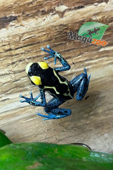 Magazoo Grenouille poison Dendrobates tinctorius ''Patricia''