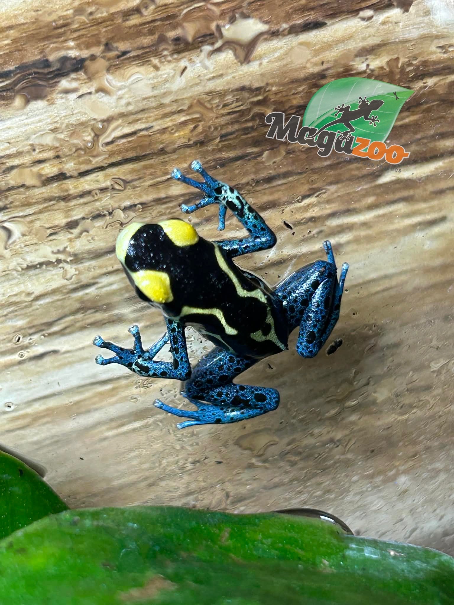 Magazoo Grenouille poison Dendrobates tinctorius ''Patricia''