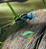 Magazoo Grenouille poison Dendrobates tinctorius ''Patricia''