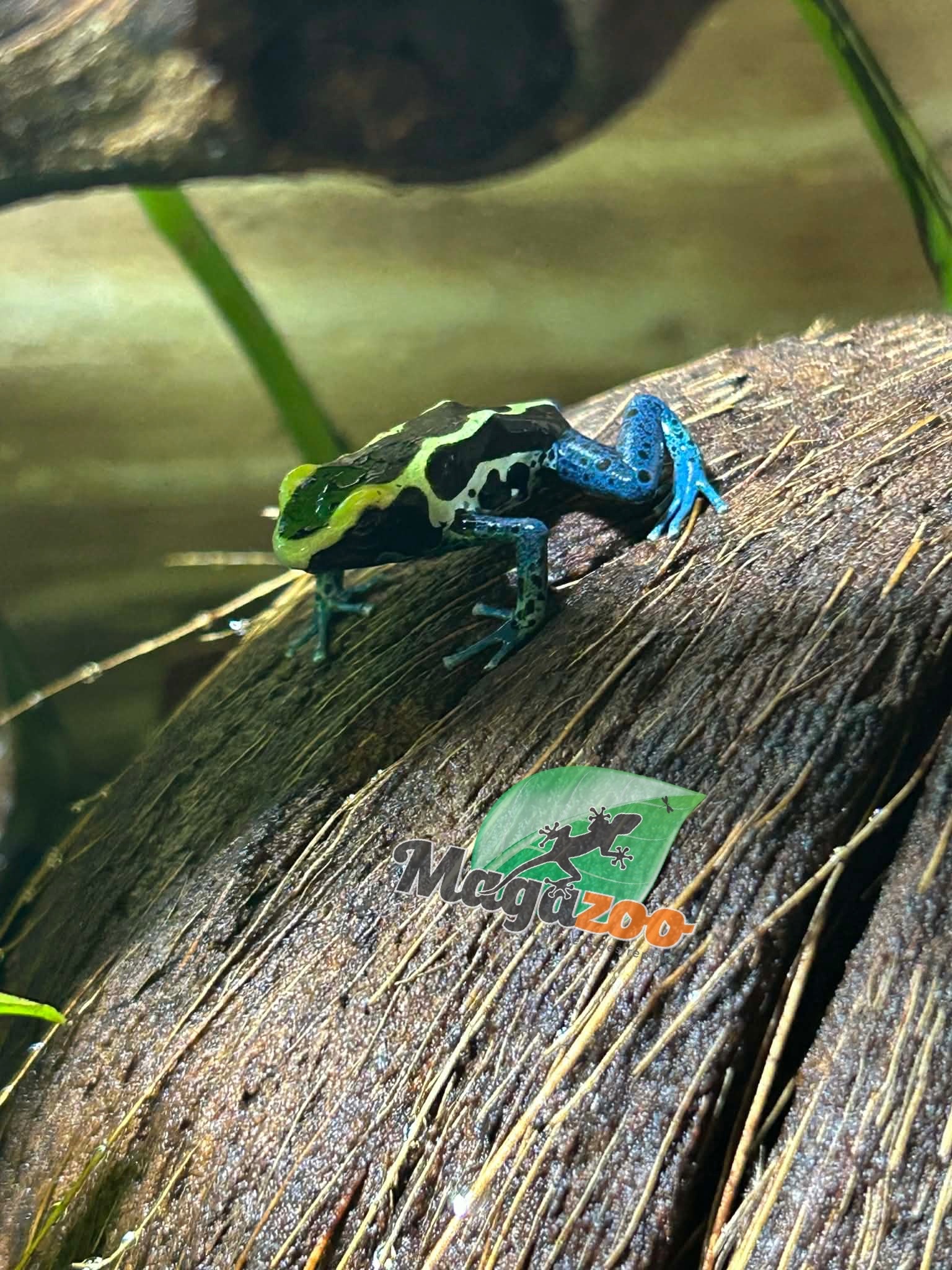 Magazoo Grenouille poison Dendrobates tinctorius ''Patricia''
