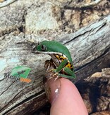 Magazoo Rainette singe à pattes tigrées bébé né en captivité