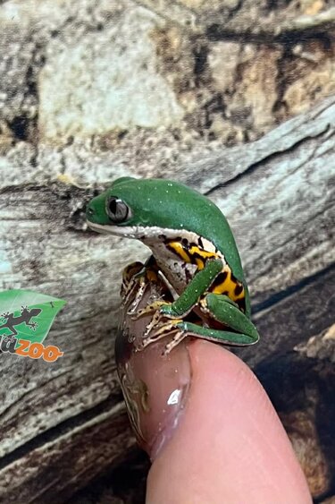 Magazoo Rainette singe à pattes tigrées bébé né en captivité