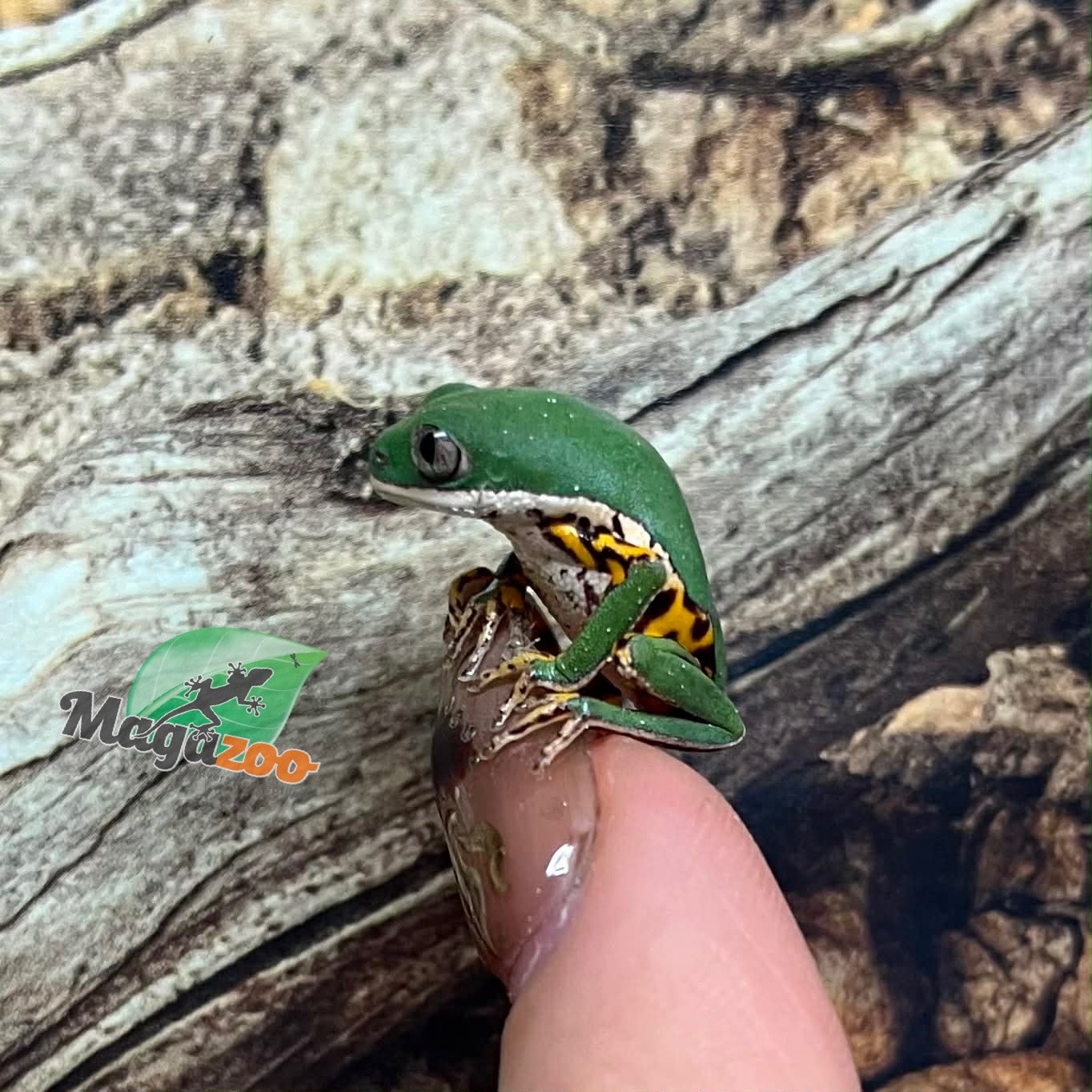 Magazoo Rainette singe à pattes tigrées bébé né en captivité