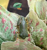 Magazoo Rainette singe à pattes tigrées bébé né en captivité