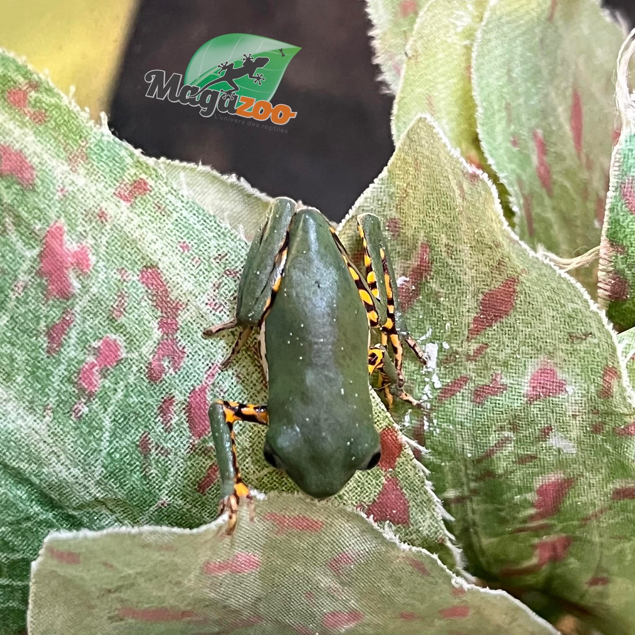 Magazoo Rainette singe à pattes tigrées bébé né en captivité