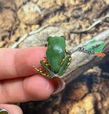 Magazoo Baby Tigerleg monkey tree-frog Captive Born