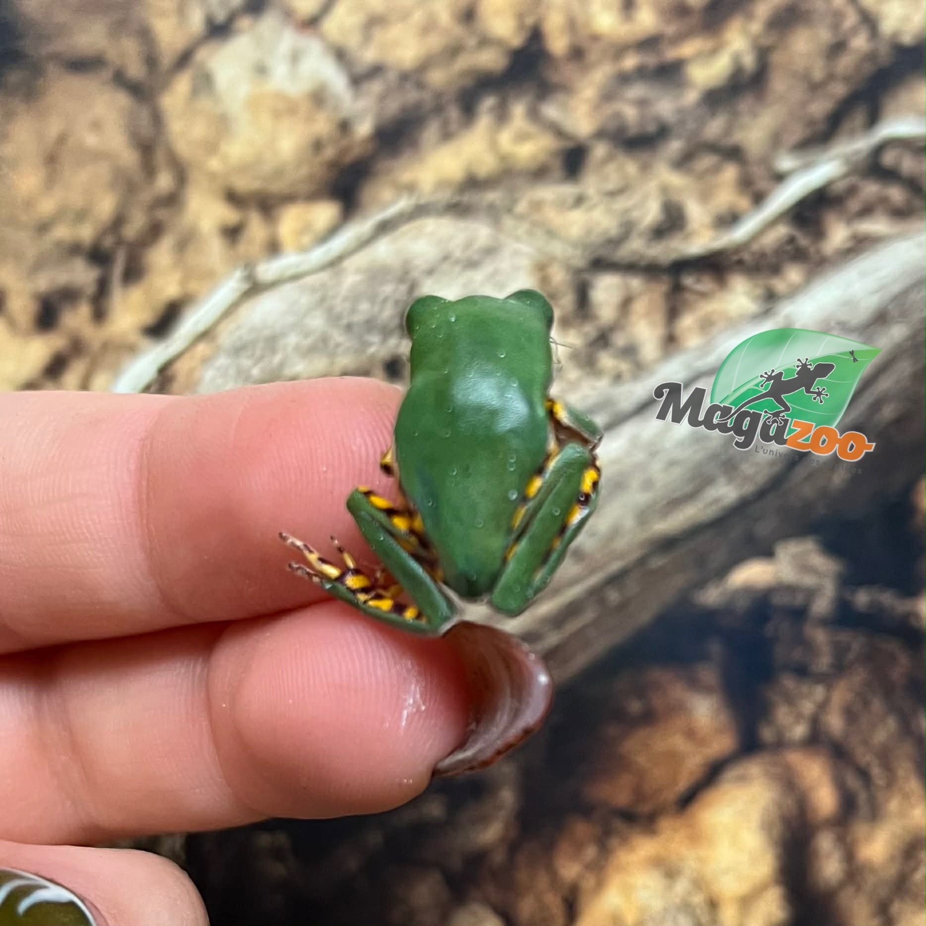 Magazoo Rainette singe à pattes tigrées bébé né en captivité