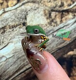 Magazoo Baby Tigerleg monkey tree-frog Captive Born