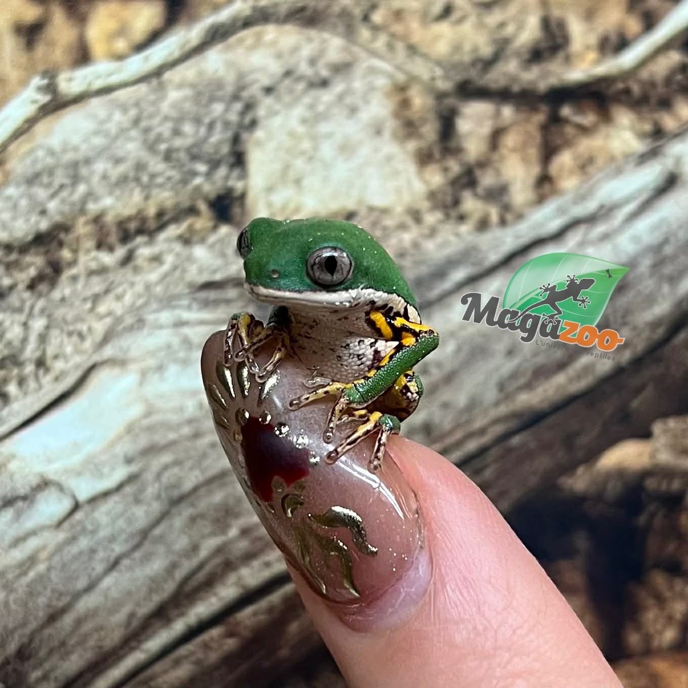 Magazoo Rainette singe à pattes tigrées bébé né en captivité