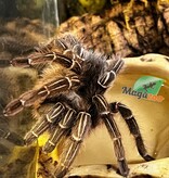 Magazoo Mygale à genoux rayés / Aphonopelma seemani