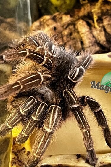 Magazoo Stripe knee tarantula/Aphonopelma seemani