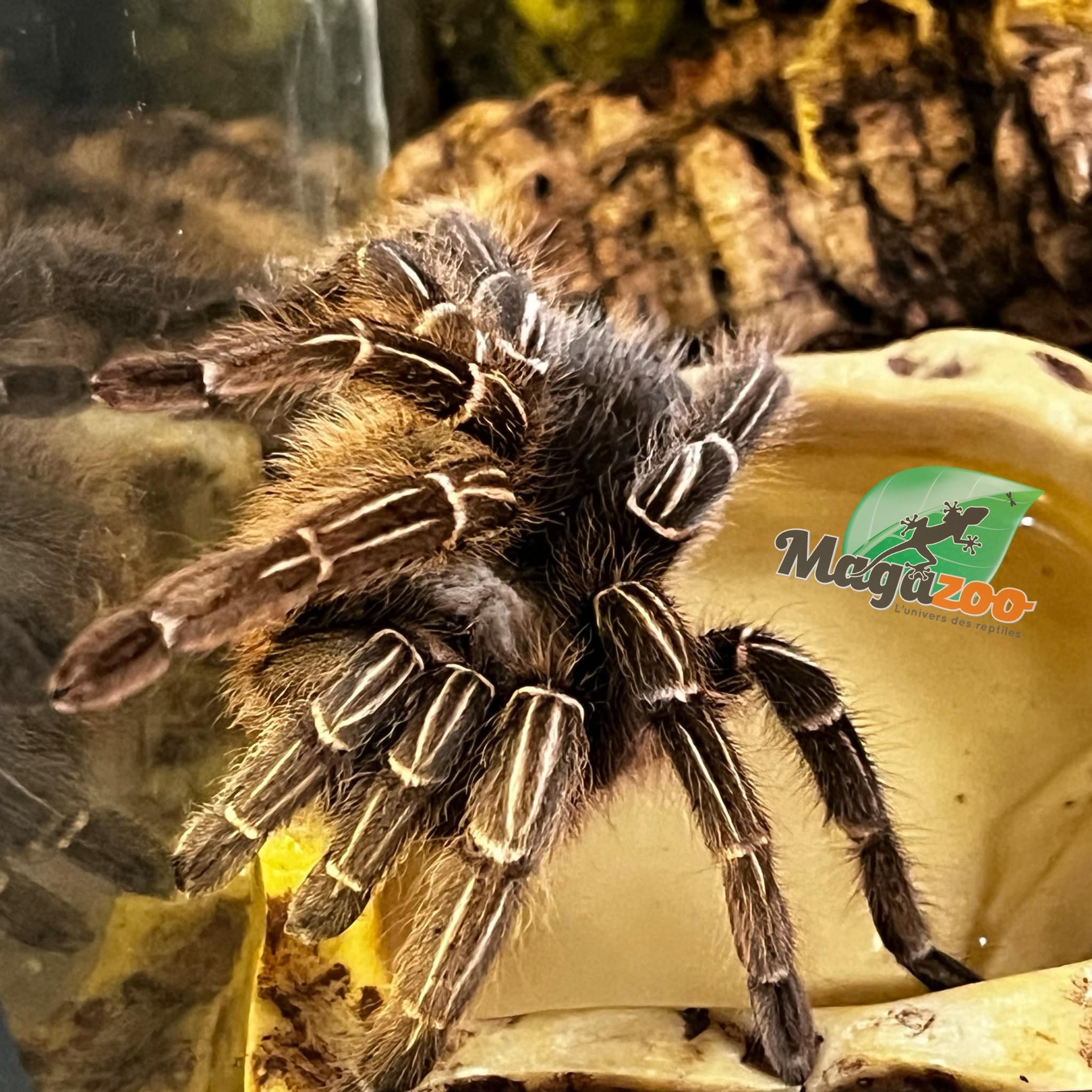 Magazoo Mygale à genoux rayés / Aphonopelma seemani