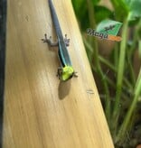 Magazoo Gecko diurne Néon Femelle né en captivité  4/10/25