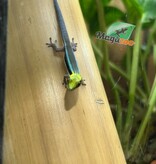 Magazoo Neon day gecko Captive Born 10/04/25