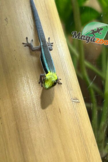 Magazoo Neon day gecko Captive Born 10/04/25