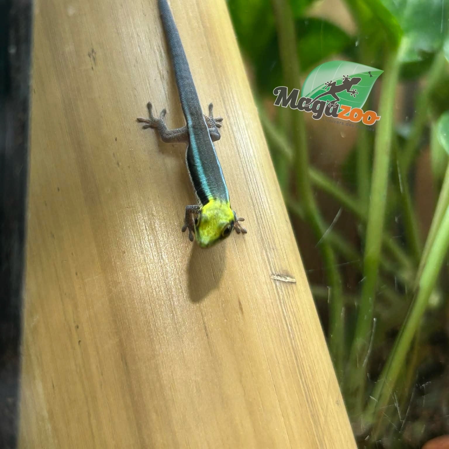 Magazoo Gecko diurne Néon Femelle né en captivité  4/10/25