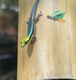 Magazoo Neon day gecko Captive Born 10/04/25