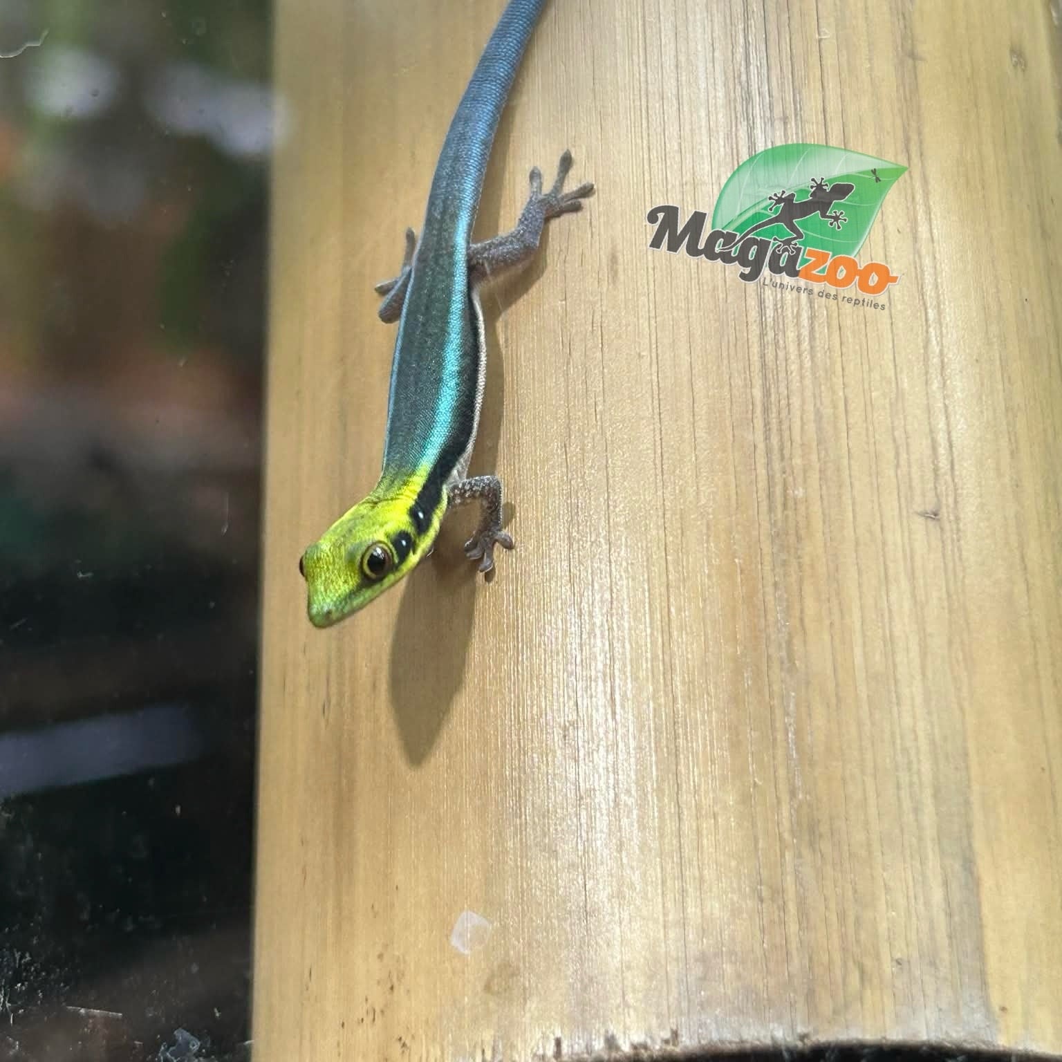 Magazoo Gecko diurne Néon Femelle né en captivité  4/10/25