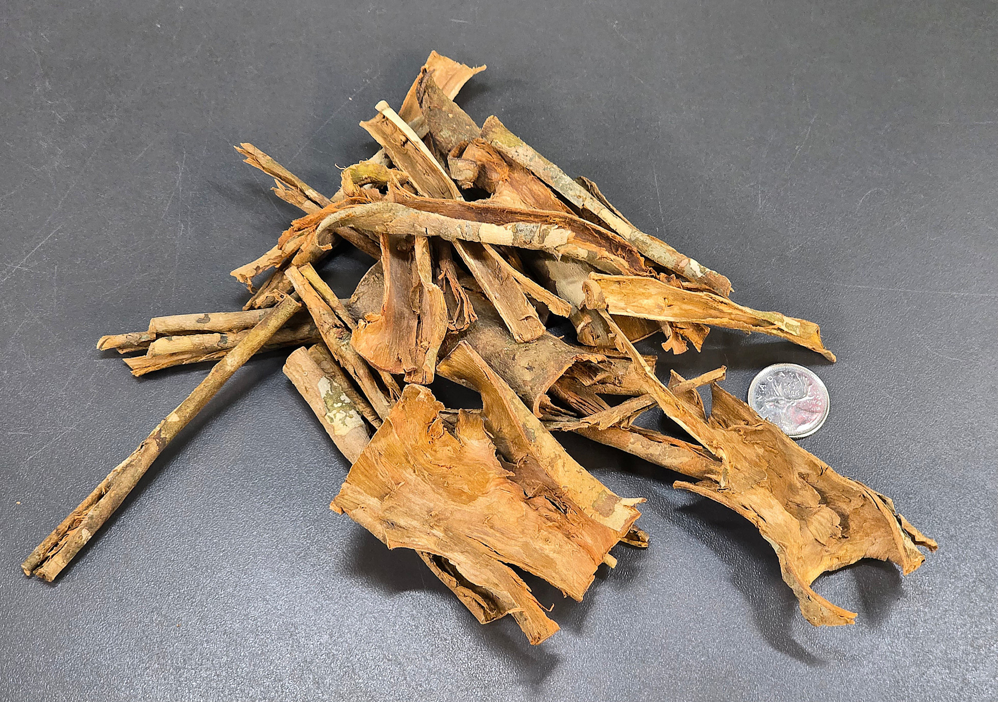 La Swamp LA SWAMP BARK-ARJ-50 Écorce d'Arjuna 50g BARK-ARJ-50