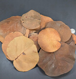 La Swamp Sea grape leaves 1oz