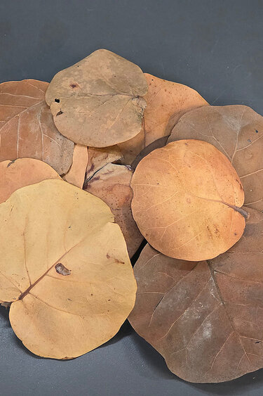 La Swamp Sea grape leaves 1oz