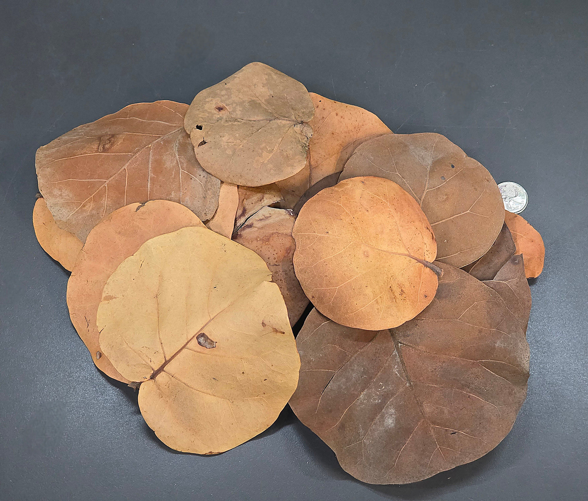 La Swamp Sea grape leaves 1oz